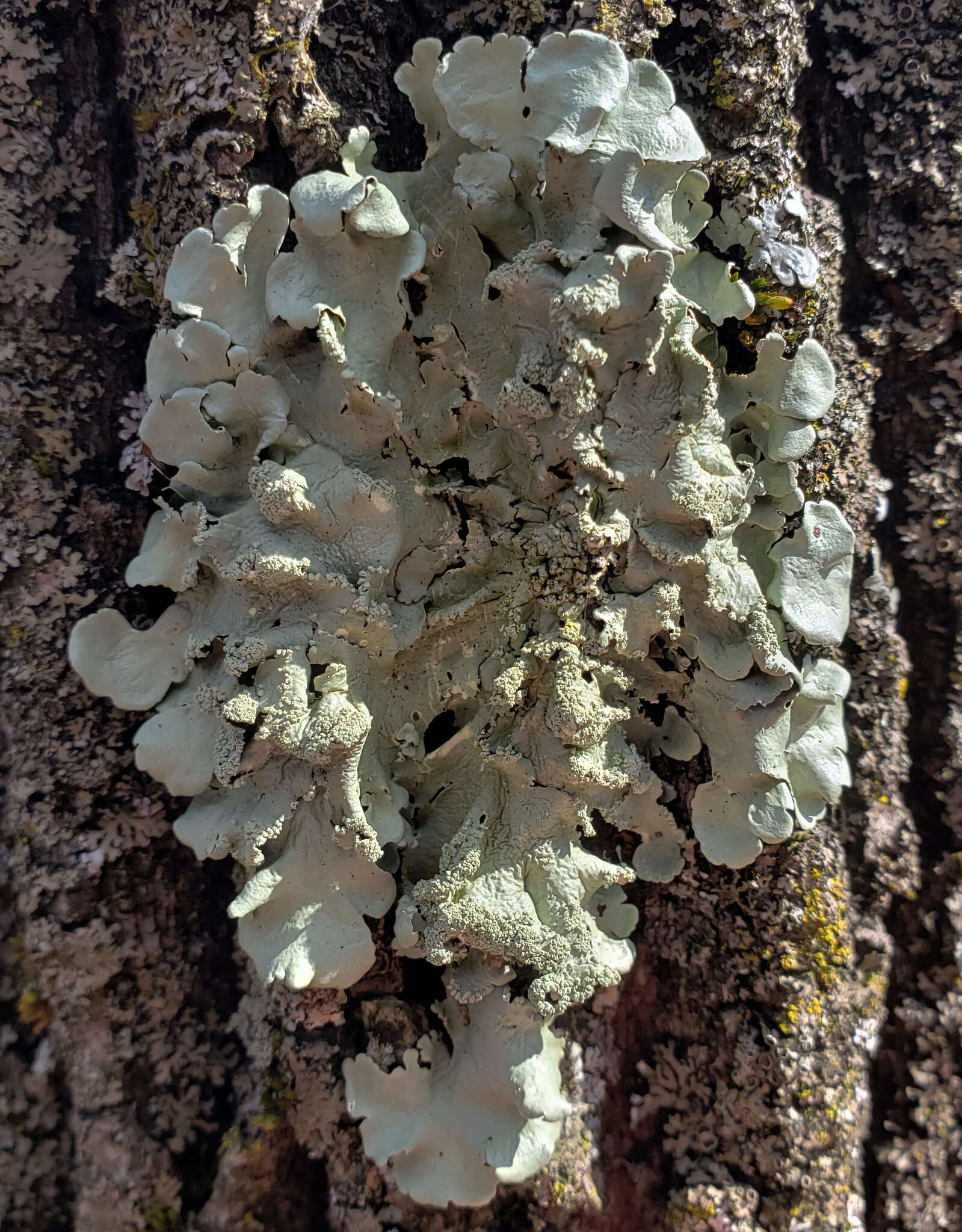 Image of Common greenshield lichen