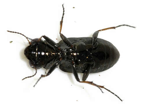 Image of Big-Eyed Bronze Beetle