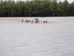 Image of White-faced Whistling Duck