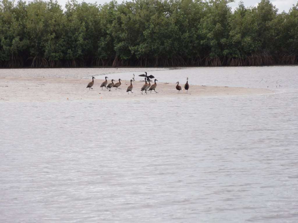 Image of White-faced Whistling Duck