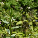 Image of Lilium polyphyllum D. Don