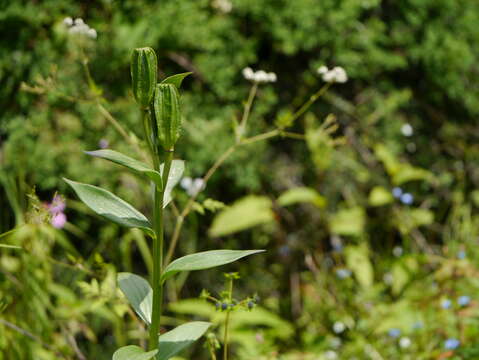 Image of Lilium polyphyllum D. Don