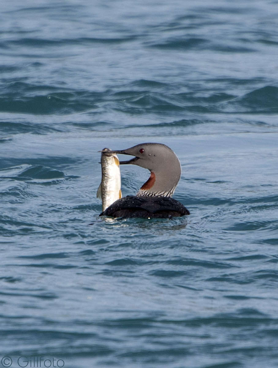 Image of Red-throated Diver