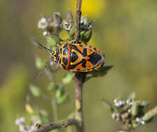 Image of Eurydema ornata