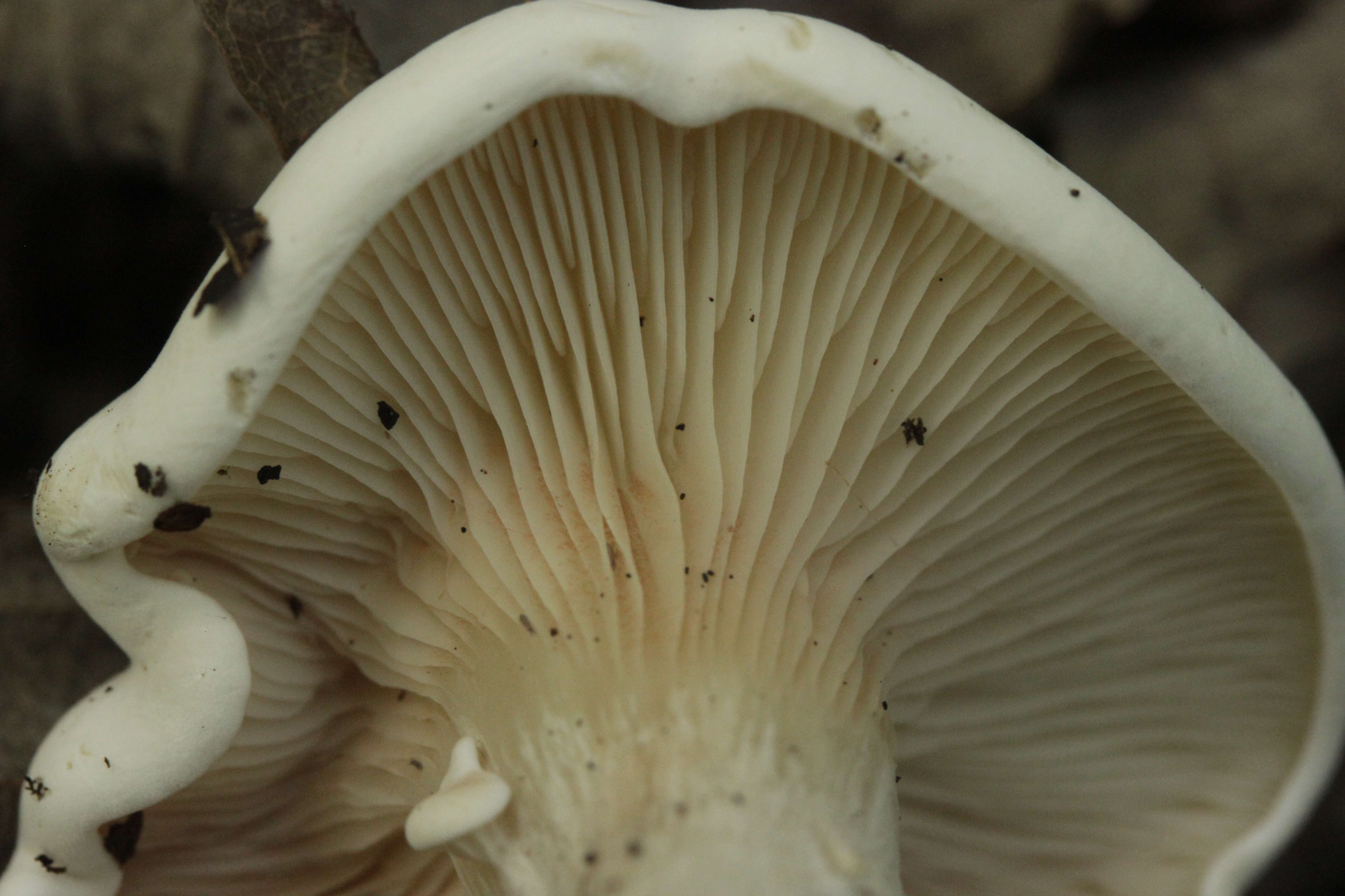 Image of Sweetbread mushroom