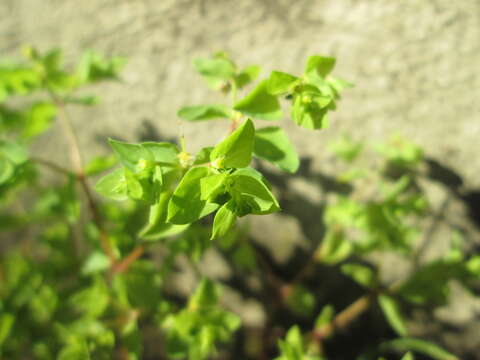 Image of cancer weed