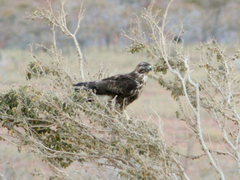 Imagem de Buteo socotraensis Porter & Kirwan 2010