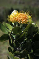 Image of Leucospermum innovans Rourke