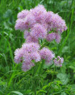 Image of Thalictrum aquilegiifolium