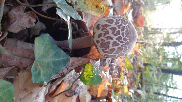 Image of Macrolepiota mastoidea (Fr.) Singer 1951