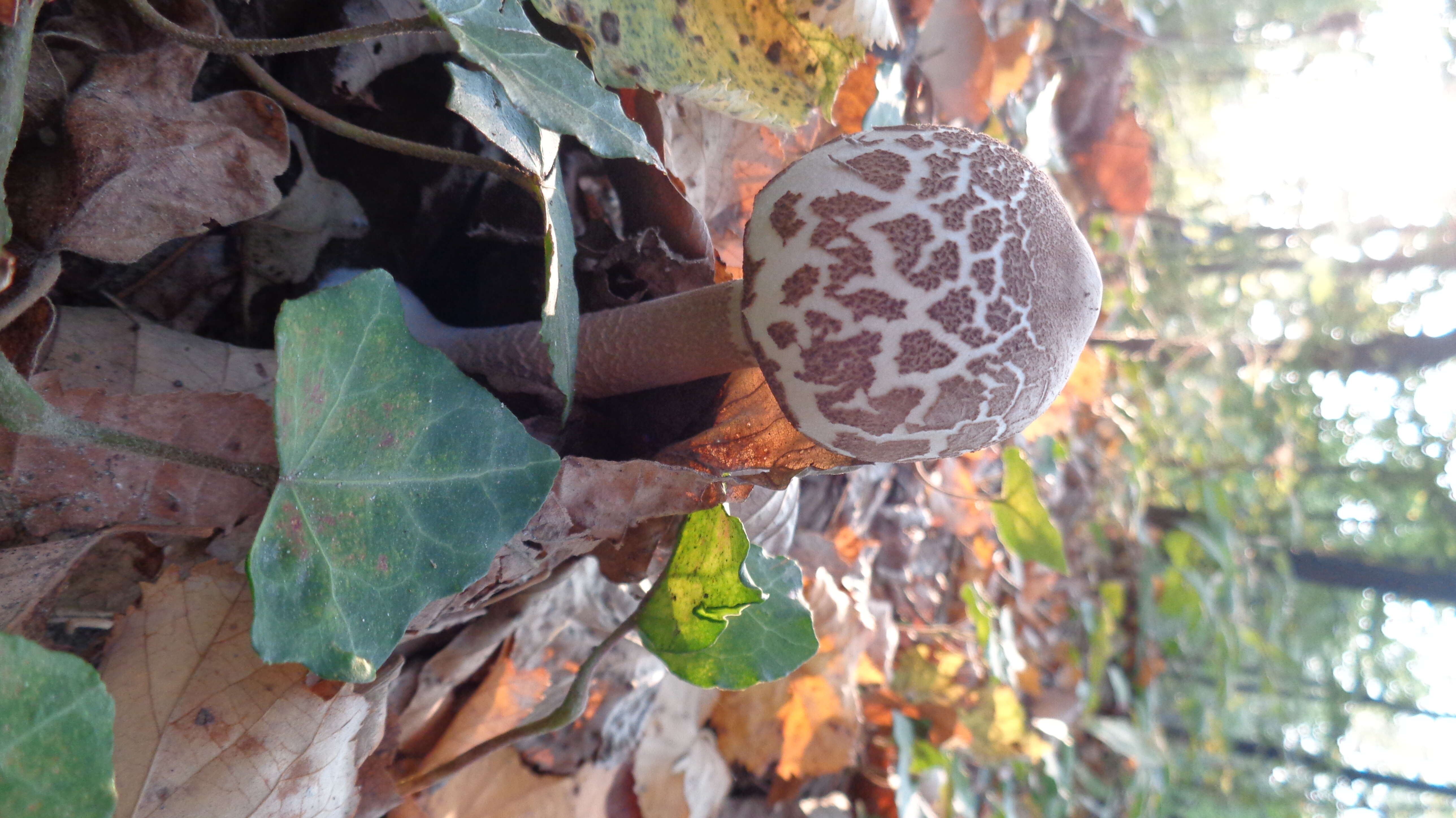 Слика од Macrolepiota mastoidea (Fr.) Singer 1951