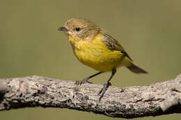 Image of Yellow Thornbill