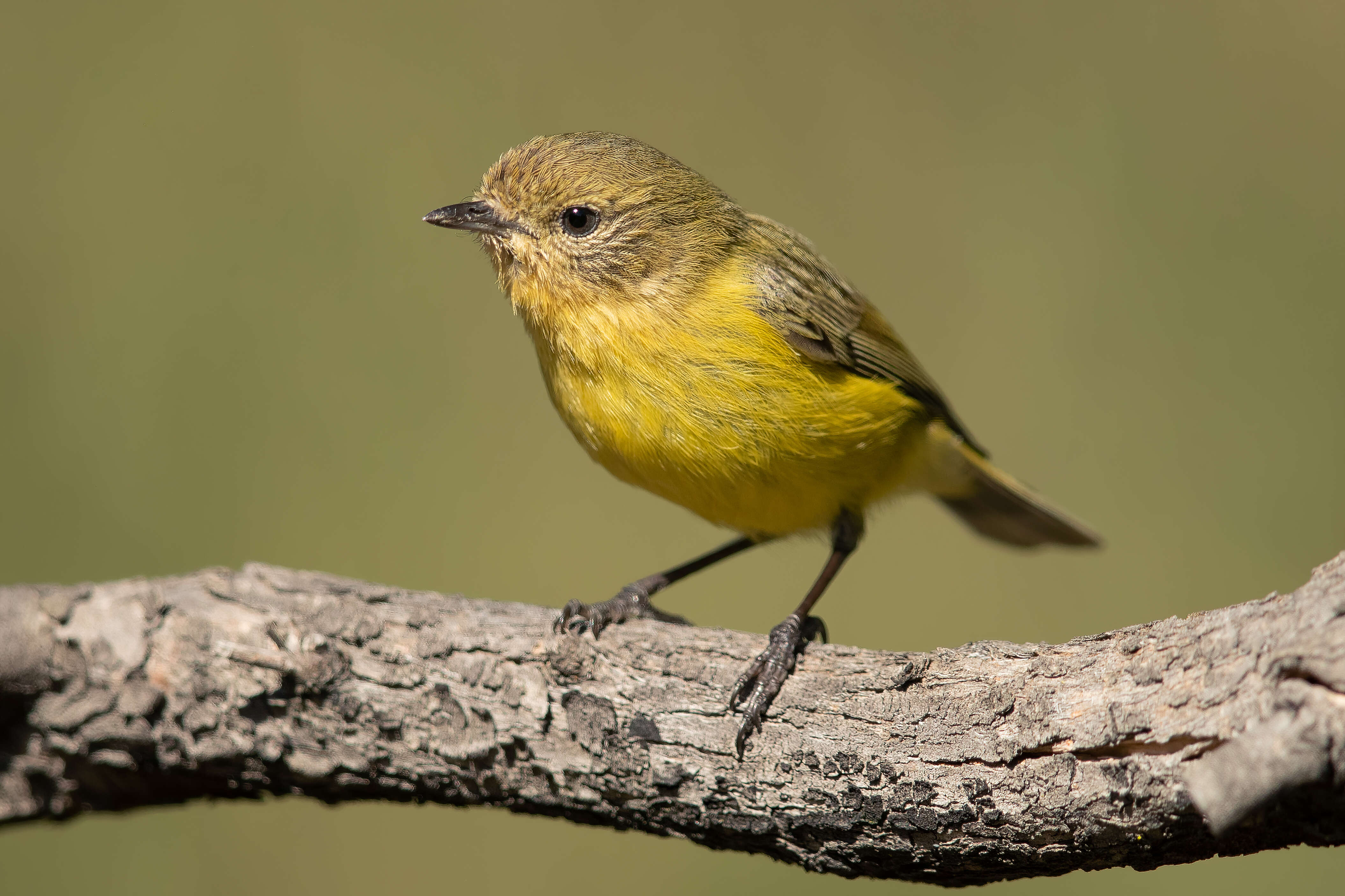 Image of Yellow Thornbill