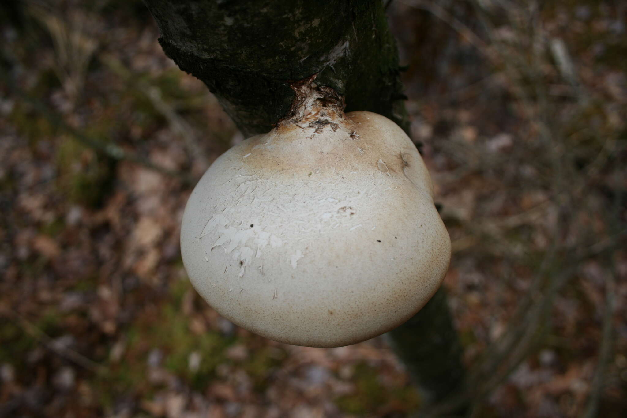 Image of birch polypore