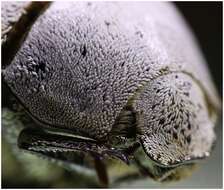 Image of Lepidiota stigma (Fabricius 1798)