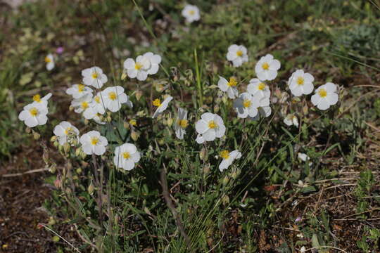 Image of White Rock-rose