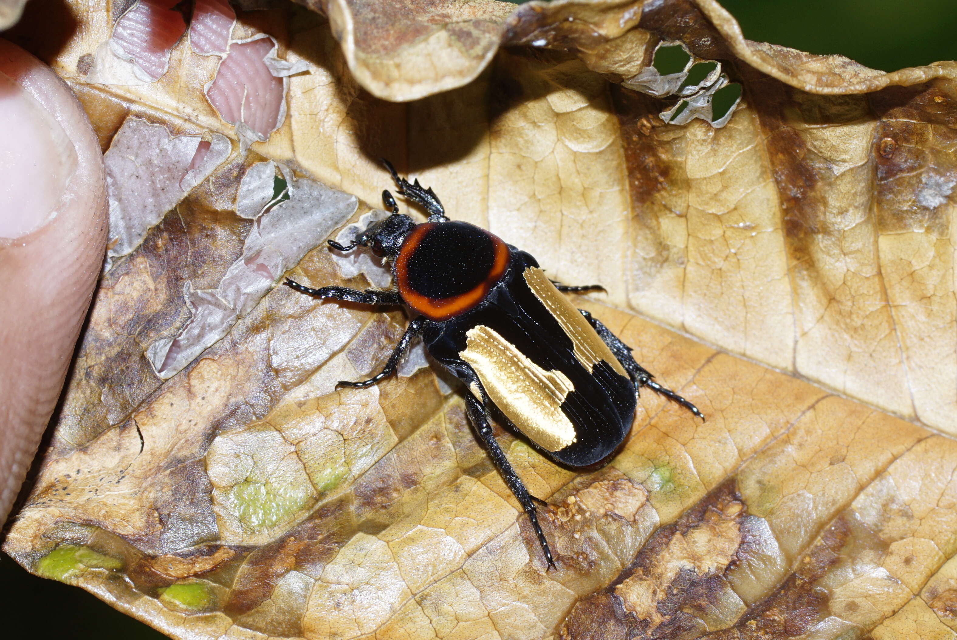 Image de Glycyphana horsfieldi (Hope 1831)