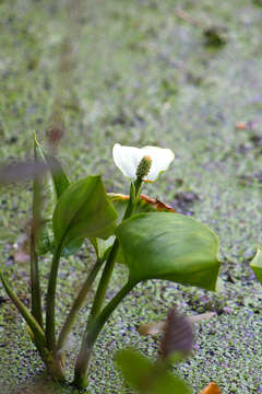 Image of callalily