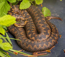 Image of Adder