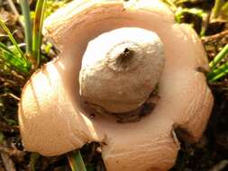 Image of Geastrum saccatum