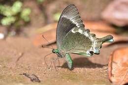 Image of Common Banded Peacock