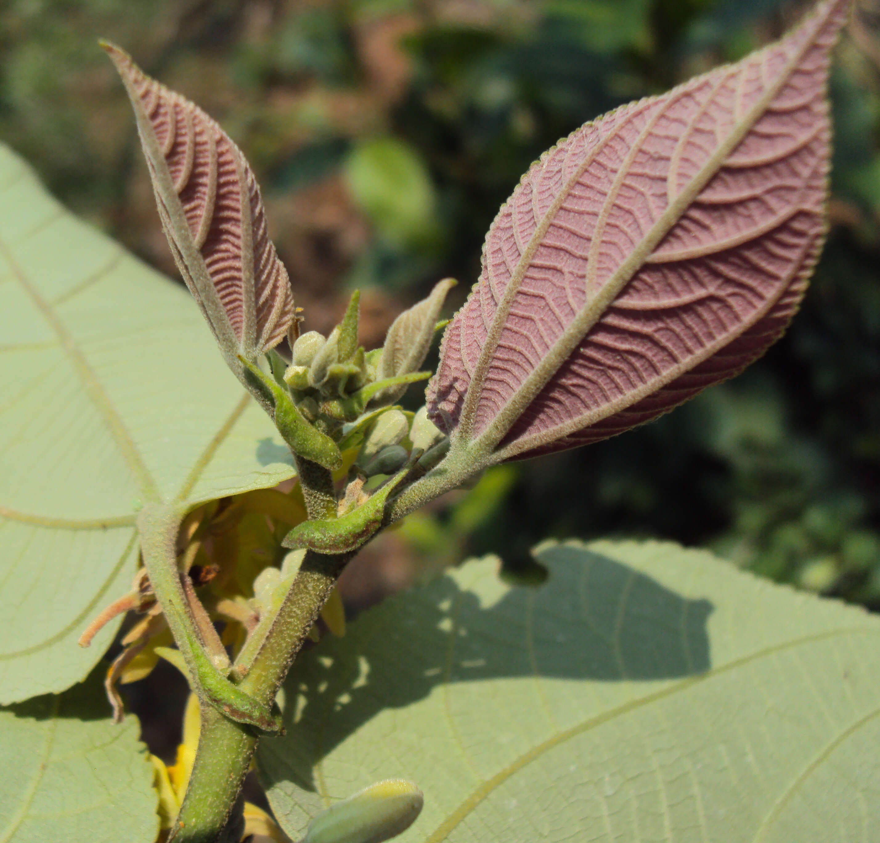 Image of Grewia tiliifolia Vahl