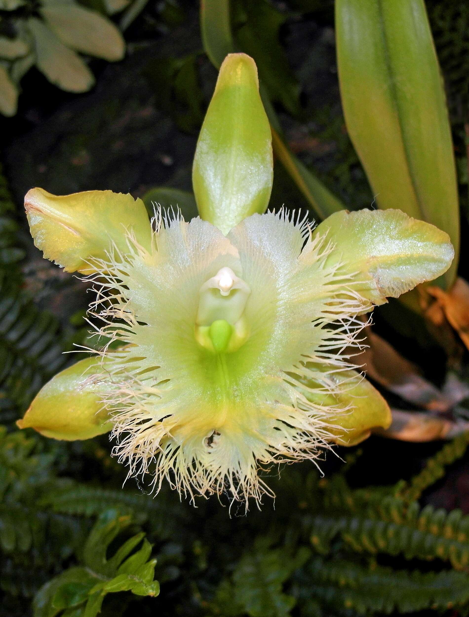 Image of Rhyncholaelia digbyana (Lindl.) Schltr.