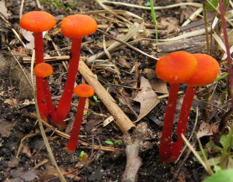 Image de Hygrocybe cantharellus (Fr.) Murrill 1911