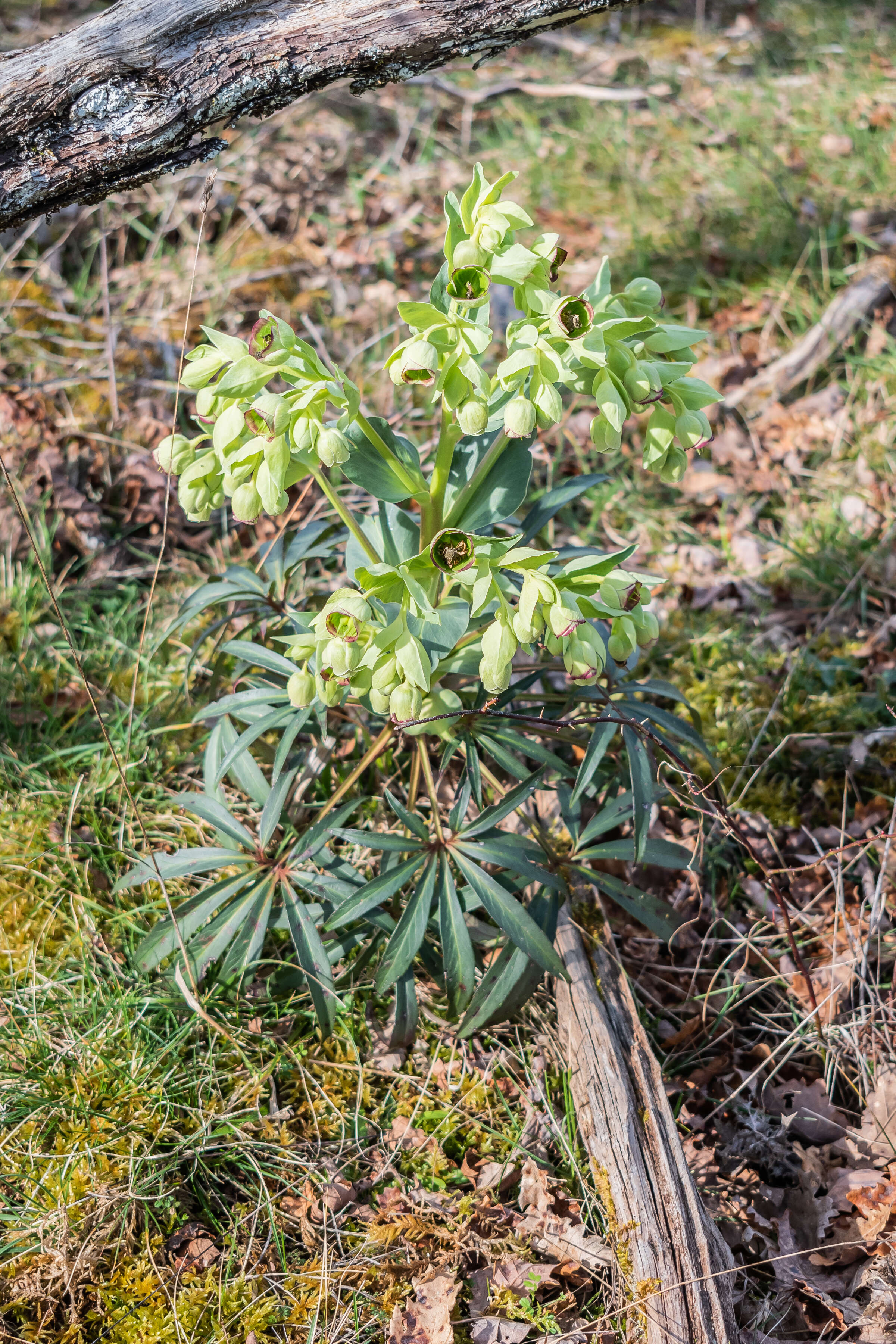 Image of Stinking Hellebore