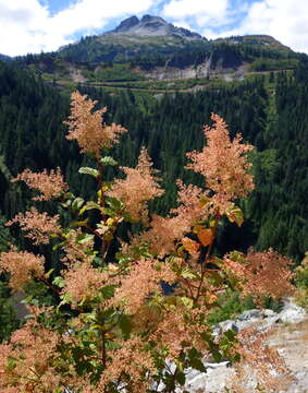 Image de Holodiscus discolor (Pursh) Maxim.