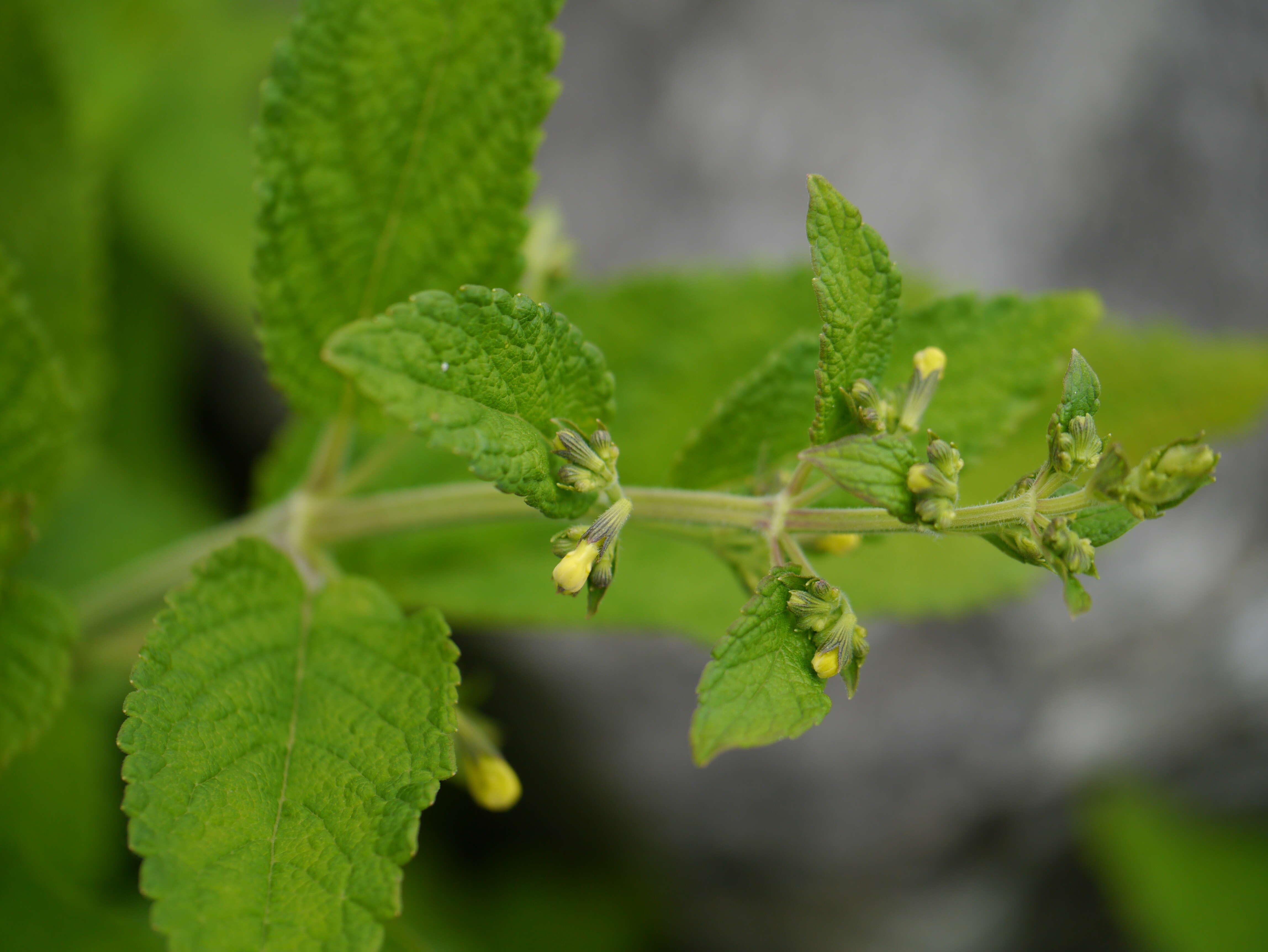 Plancia ëd Nepeta govaniana (Wall. ex Benth.) Benth.