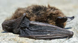 Image of Northern Long-Eared Bat