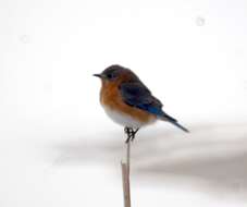 Image of Eastern Bluebird