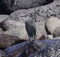 Image de Héron des Galapagos