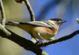 Image of Bay-breasted Warbler