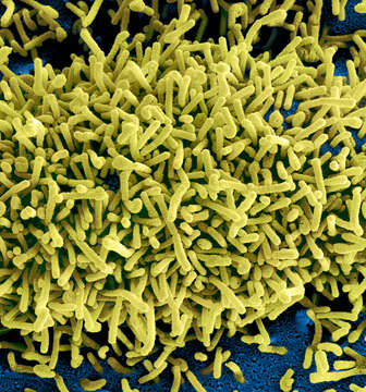 Image of Marburg marburgvirus