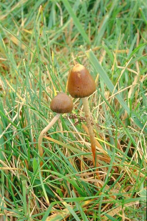 Plancia ëd Psilocybe semilanceata (Fr.) P. Kumm. 1871