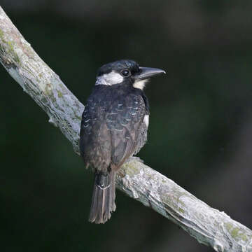 Image of Black-breasted Puffbird