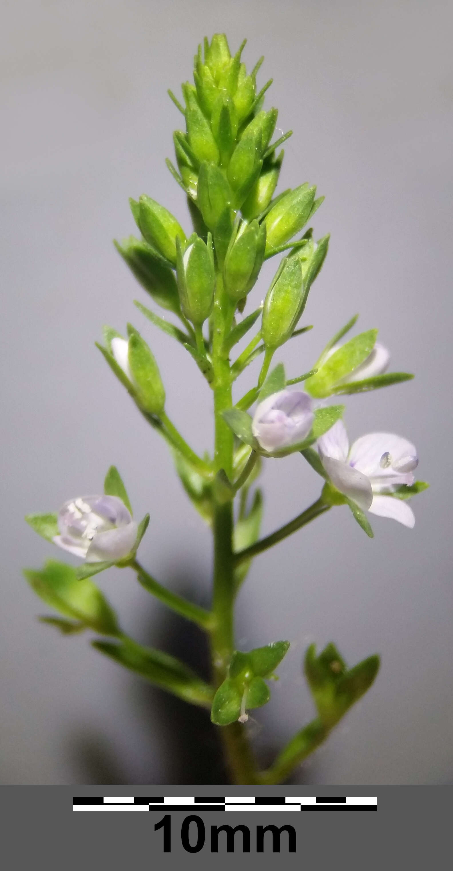 Image of Blue Water-speedwell