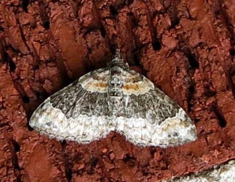 Image of dark-barred twin-spot carpet