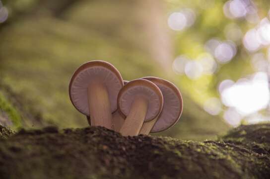 Image of Cyclocybe parasitica (G. Stev.) Vizzini 2014