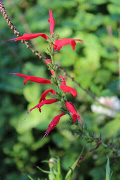 Image of pineapple sage