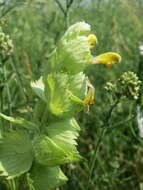 Image of European yellow rattle