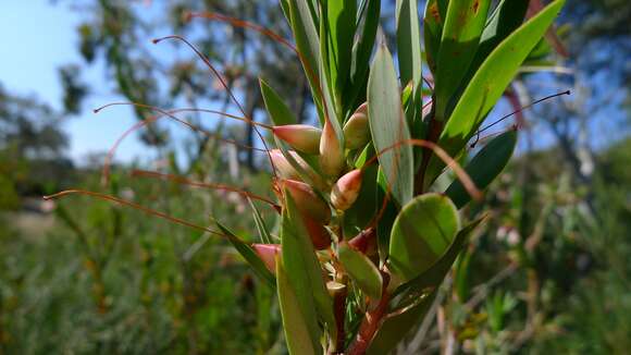 Image of Styphelia triflora Andr.