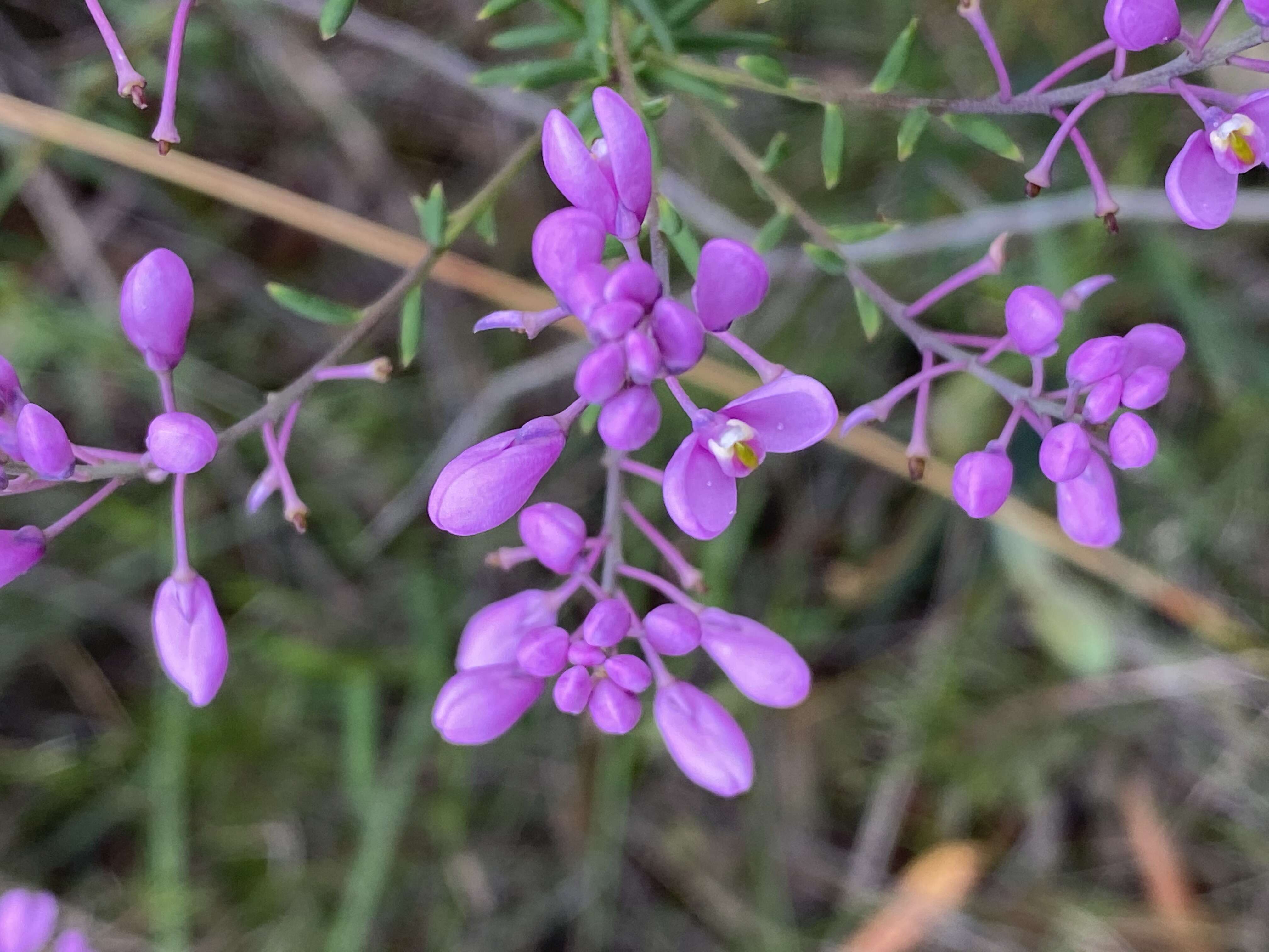 Image of heath milkwort