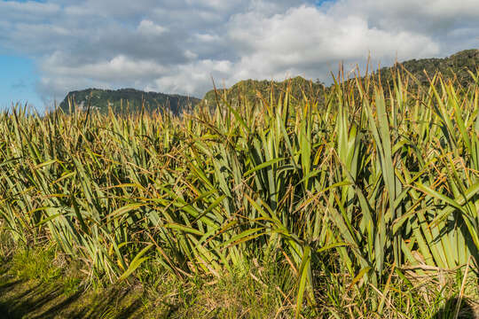 Image of New Zealand flax