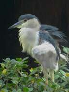 Image of Night Herons