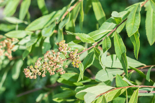 Image of white meadowsweet