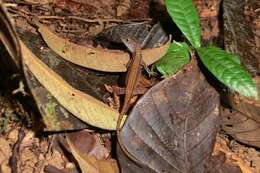 Image of Humble Anole