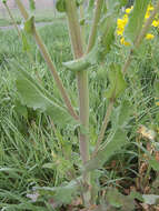 Image of Brassica rapa subsp. oleifera